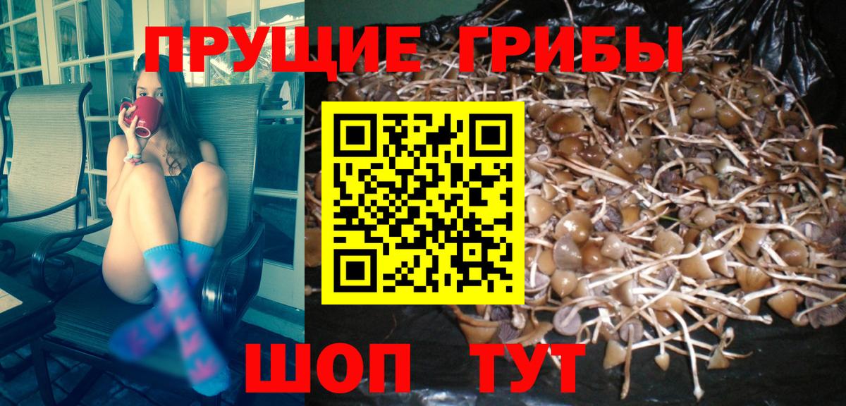 Галлюциногенные грибы Cubensis  Галлюциногенные грибы прущие грибы  Вход с VPN  Зима 